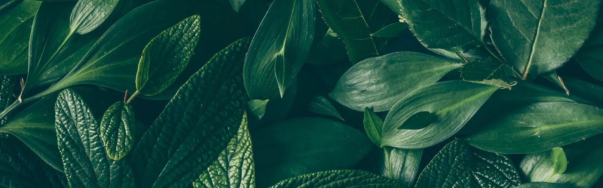 Fresh green leaves – NSP natural health supplements